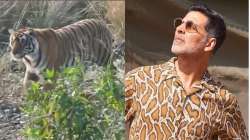 Akshay Kumar's wish gets fulfilled! Actor shares video of a tiger he spotted at Ranthambore National