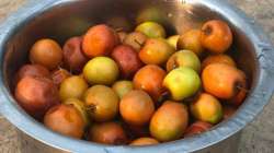  COVID-19: Eating ber or jujube can boost immunity, know more benefits from Rujuta Diwekar