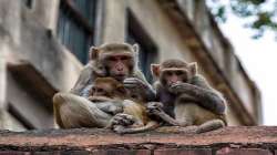 UP: Monkeys snatch baby & throw in water tank in Baghpat 