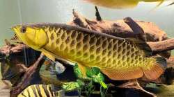 Arowana fish