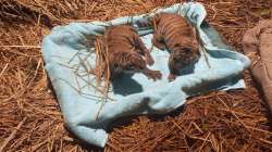 State Zoo-cum-Botanical Garden in Guwahati has got two new members as a Royal Bengal tigress, Kazi gave birth to two cubs on Monday.?