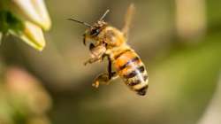 Bee attack in Bengaluru