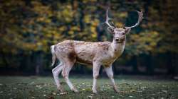 COVID pandemic, United States, US scientists, Omicron variant, Omicron variant detection in deer, de