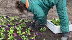 Woman planting flowers