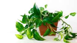 Vastu Tips: Not taking care of money plant can lead to financial difficulties