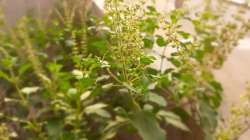 Save your Tulsi plant from dying