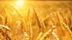 No threat to food security says Central Government after wheat export ban, latest national news upda