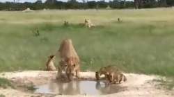 Viral video of lioness getting disturbed by her cubs prove that mothers and patience go hand-in-hand