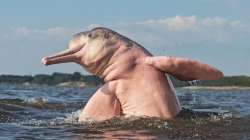 Amazon pink river dolphin