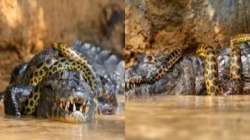 WATCH: Anaconda and Alligator Survival fight captured on cam; Internet guesses who won