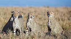 Cheetahs, Cheetahs from South Africa, Cheetahs India import