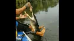 Viral video shows man pets a crocodile like a dog