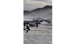 This photo provided by Huon Aquaculture, shows whales stranded at Macquarie Harbour in Strahan, Tasmania, Australia Wednesday, Sept. 21, 2022