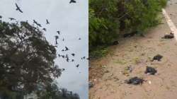 Horrifying! Tree chopped down leave birds dead