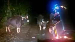 Wild Buffalo knocks auto rickshaw with its head