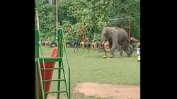 A wild elephant plays in a children's park in Guwahati
