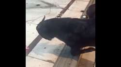 A goat can be seen kneeling down in front of a temple in Kanpur 
