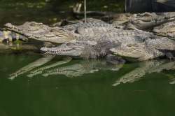 Farmer in Cambodia eaten alive after 40 Crocodiles rip him apart 