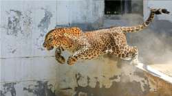 Leopards often enter residential areas which causes conflict with human