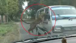 Leopard attack people in Assam