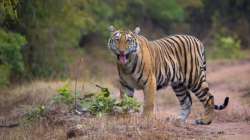 According to wildlife experts, the forest corridors between India and Nepal are extensively used by tigers and other large mammals.