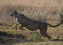 Cheetah in Madhya Pradesh's Kuno National Park 