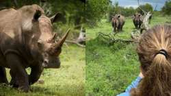 Rhino charges towards tourists | Viral Video