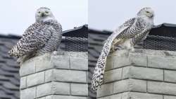 Snowy owl spotted in Southern California