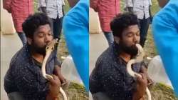 'Kiss of death': Man kisses a cobra on the head