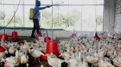 Kerala, Bird flu, 