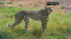 Cheetah health update, Kuno National Park, Kuno National Park cheetah, Kuno National Park news, Kuno