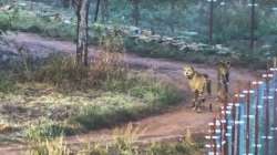 Two cheetahs being released to a bigger enclosure for further adaptation to the habitat after the mandatory quarantine, at Kuno National Park, in Madhya Pradesh