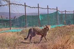 An intensive search had been underway for the female cheetah for the past 22 days 