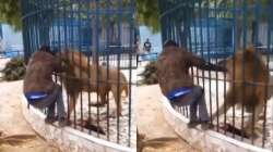 Man begs for his life as lion clutches him in zoo