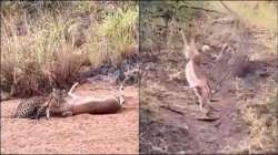 Viral video: Cheetah hunts deer 