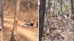 Tiger and leopard fight video