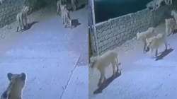 Pack of lions walk on Gujarat streets