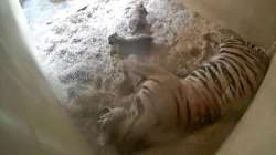 Sumatran tiger cubs born at Chester Zoo