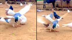 Viral video of pigeon doing backflips