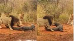 Lions attack crocodile walking on land