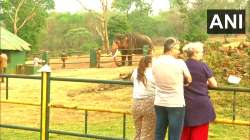 After Oscar win, tourists flock 'The Elephant Whisperers' home to catch glimpse of baby jumbo | PICS