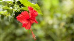 Hibiscus benefits