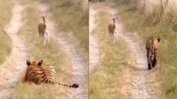 Tiger vs deer