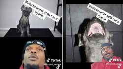 TikToker finds out his dog is a hyena