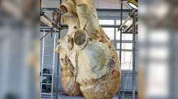 Blue whale heart