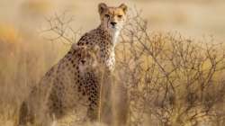 Cheetah viral video