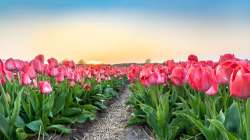 Asia's largest tulip garden