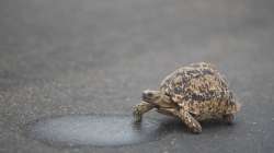 Turtle hatchlings