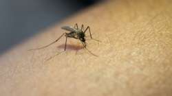 One malaria mosquito can cause a lot of harm in body