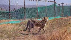 Madhya Pradesh, Madhya Pradesh news, South African cheetah, South African cheetah Uday, cheetah uday